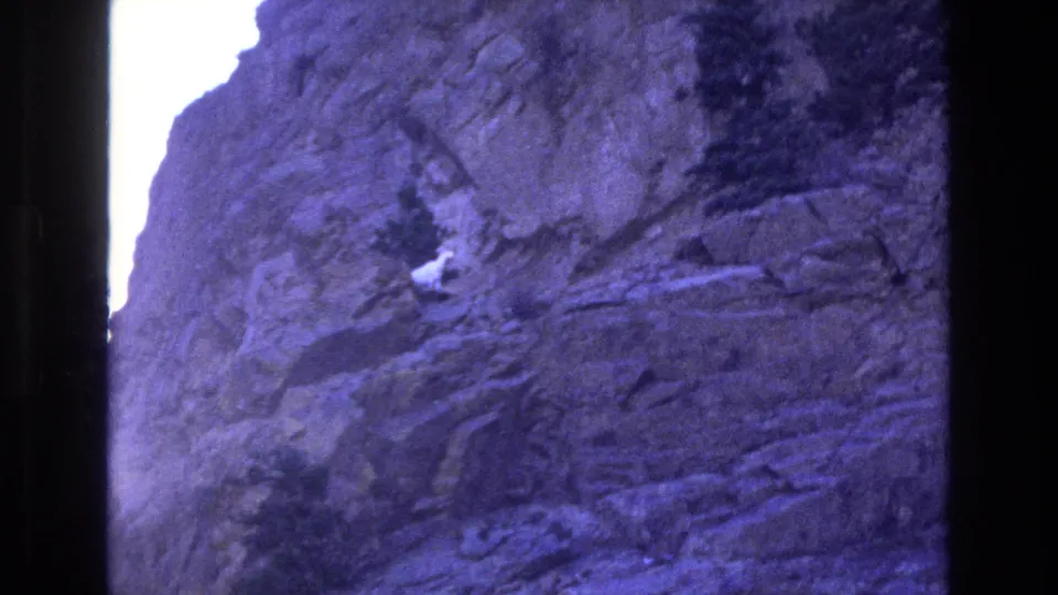 The closing frame shows the white mountain goat still on the steep Colorado rock face, with dark trees and vertical film borders reinforcing the home-movie scan context.