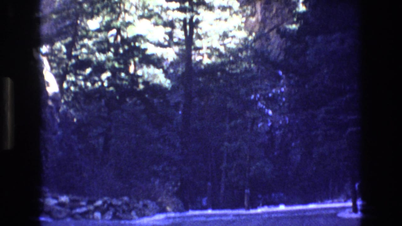 Dark evergreen forest with a pale road or snow line in the foreground.