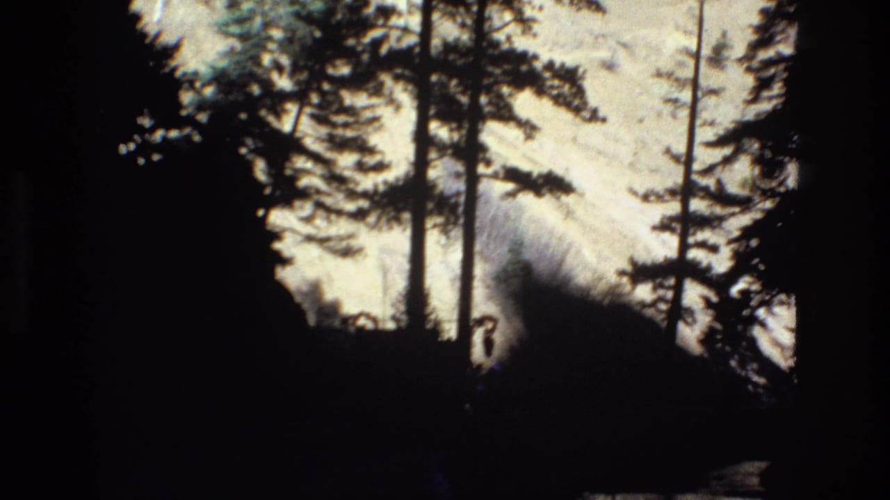 Tall dark tree trunk and pines in front of a bright rocky slope.