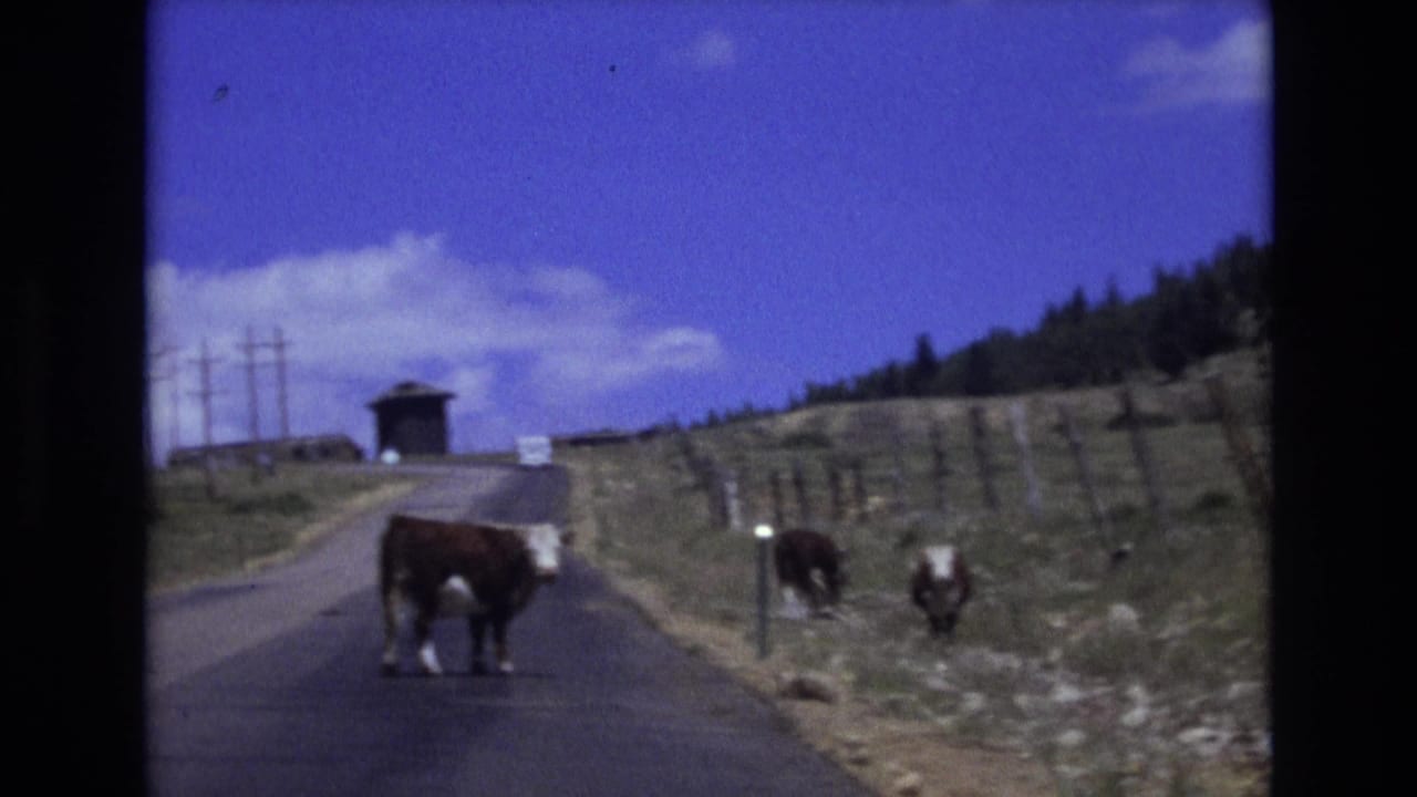 Brown and white cow stands in the middle of a rural road with other cows by the fence.