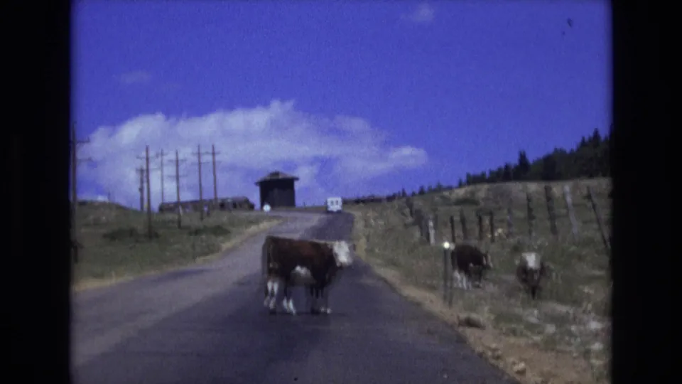 A 1973 8mm home-movie frame from near Colorado Springs shows a cow paused on a rural paved road, with grazing cattle, fencing, utility poles, and a small structure beyond.