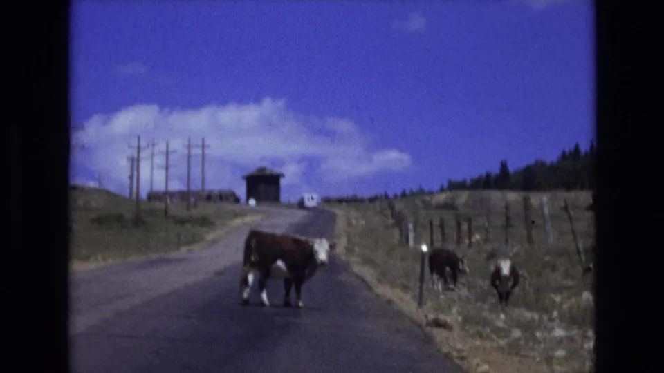 1973 Colorado Springs-area 8mm frame showing a brown and white cow occupying the rural road while two other cows stand near a fence on the grassy shoulder.