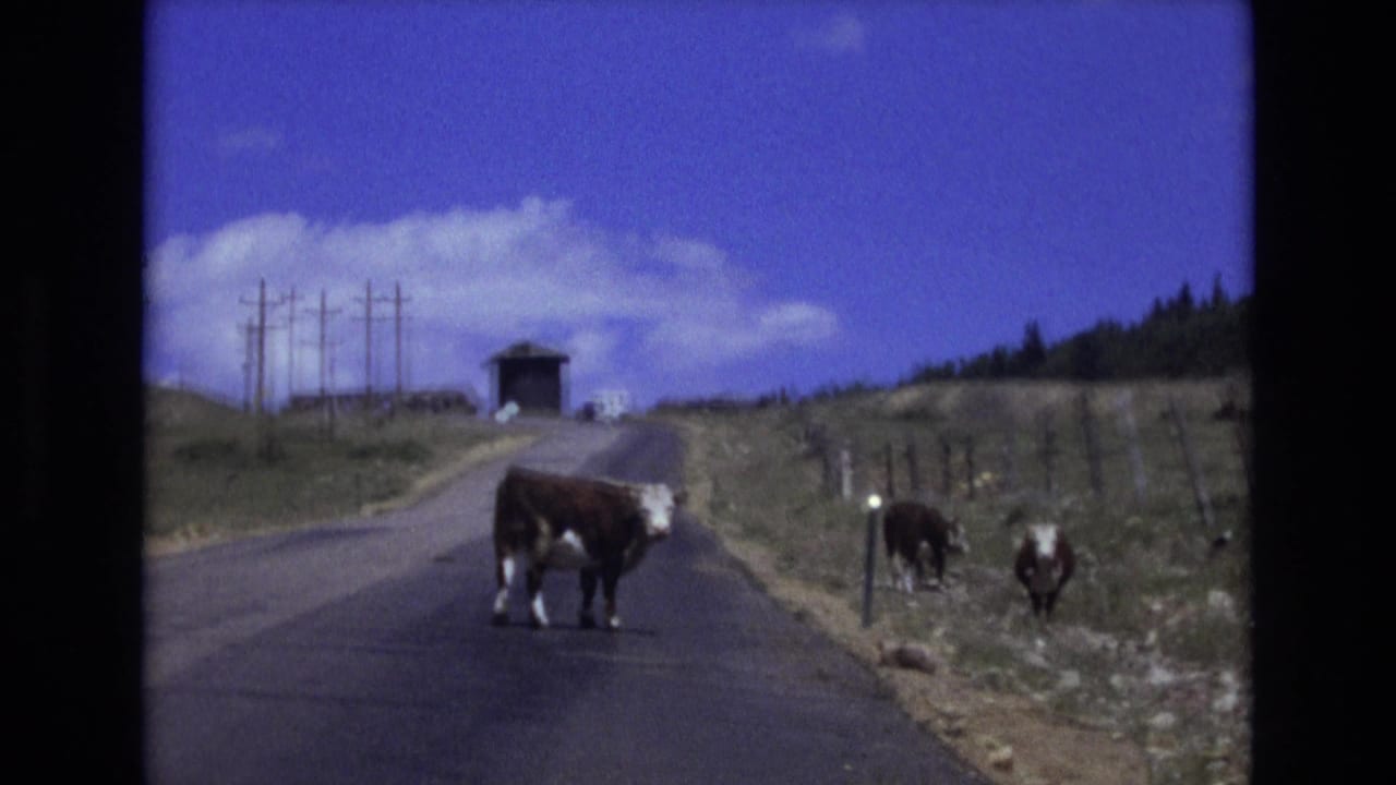 In 1973 Colorado Springs home-movie footage, a brown and white cow stands in the road while other cattle graze near a roadside fence under a blue sky.