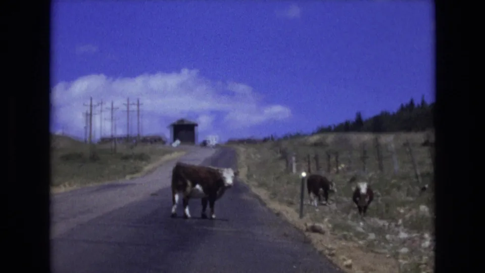 In 1973 Colorado Springs home-movie footage, a brown and white cow stands in the road while other cattle graze near a roadside fence under a blue sky.