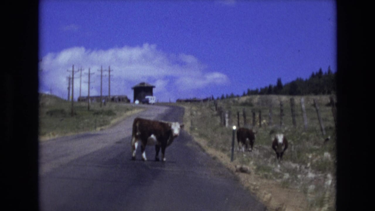 The moving 8mm camera approaches a cow in the road near Colorado Springs, with additional cattle by the fence and a small building in the distance.