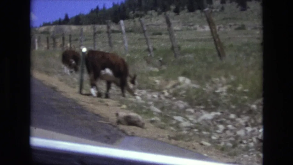As the camera passes, cattle graze beside the road in 1973 Colorado Springs footage, with fence posts, rocks, grass, and part of a vehicle edge visible.