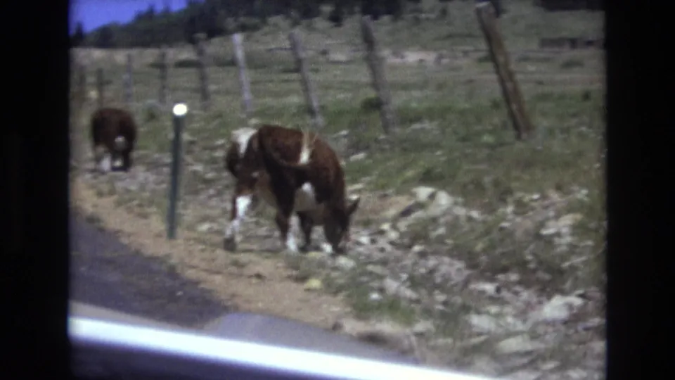 The final frame shows a closer roadside view of a brown and white cow grazing by the fence in 1973 Colorado Springs home-movie footage.
