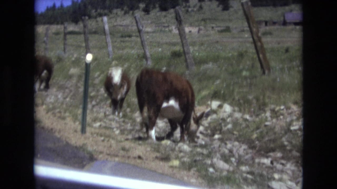 1973 8mm home-movie frame near Colorado Springs showing brown and white cattle grazing by a roadside with leaning fence posts and green hills beyond.