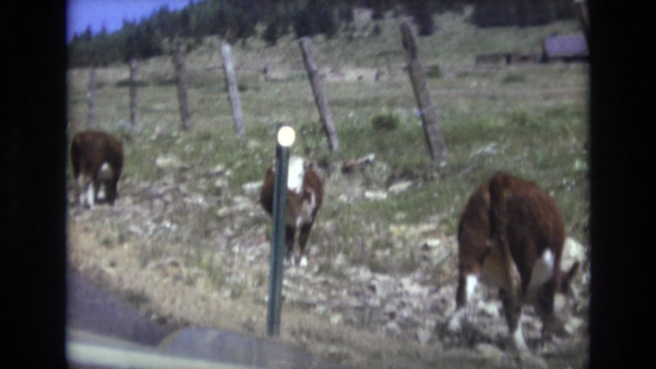 Cattle near a roadside post and fence with hills in the background.