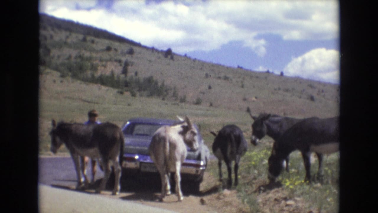 1973 Colorado Springs 8mm frame showing several donkeys gathered around a parked older car on a rural mountain road, with a man visible near the animals and hills behind them.