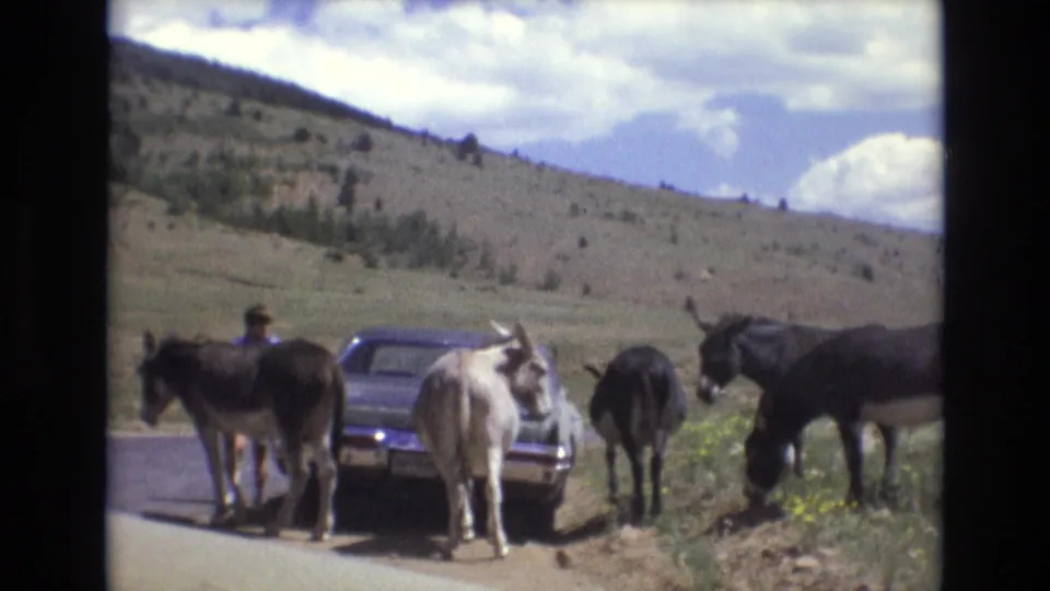 1973 Colorado Springs 8mm frame showing several donkeys gathered around a parked older car on a rural mountain road, with a man visible near the animals and hills behind them.
