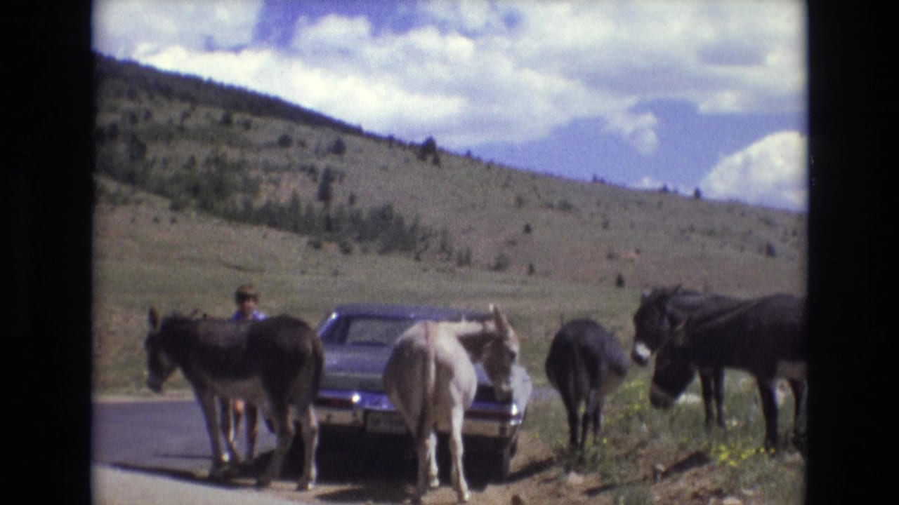 Several donkeys stand beside a parked car on a roadside with hills in the background.