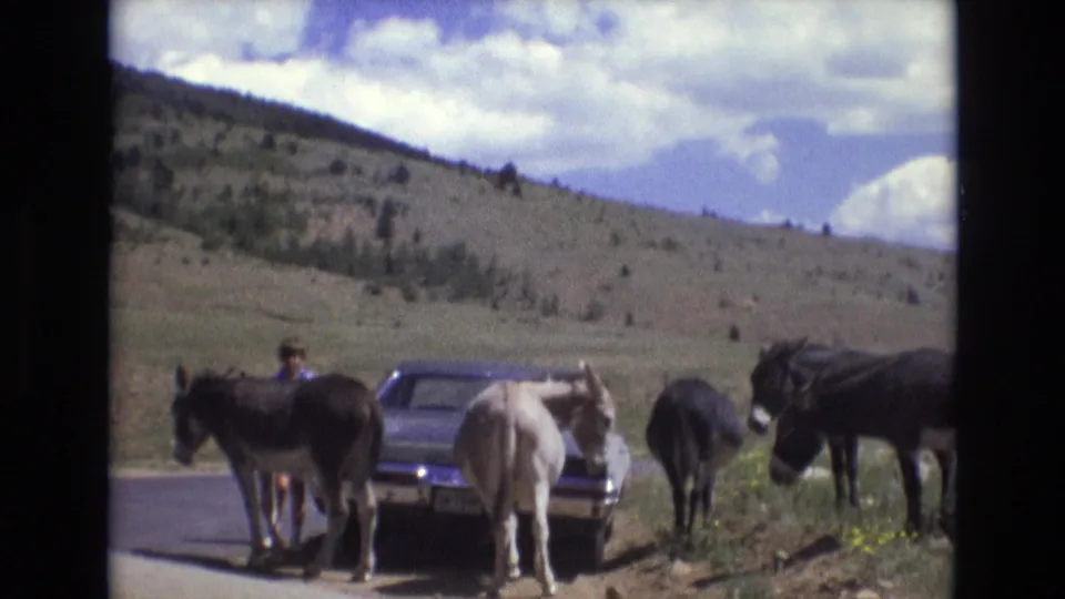 1973 Colorado Springs home-movie frame with donkeys clustered near a stopped classic car on a paved roadside, a man partly visible, and open hilly country beyond.