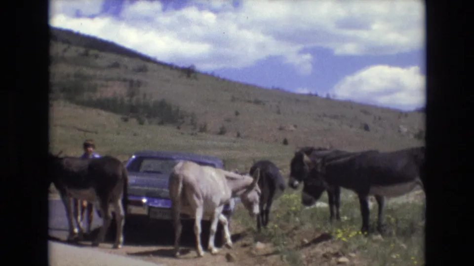 1973 Colorado Springs 8mm frame showing donkeys beside and behind a parked car on a rural road, with a man near the left side and open foothills under a bright sky.