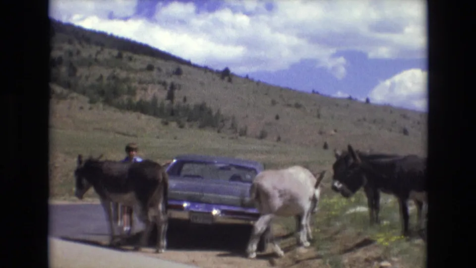 1973 Colorado Springs home-movie frame with a light-colored donkey moving from a stopped car, other donkeys at the roadside, a man near the left, and rolling hills in the distance.