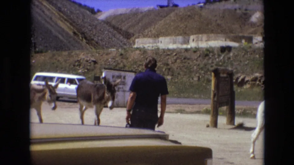 The man in the blue shirt is seen from behind as donkeys move across a dusty paved area near a white station wagon, signpost, and rocky hills.