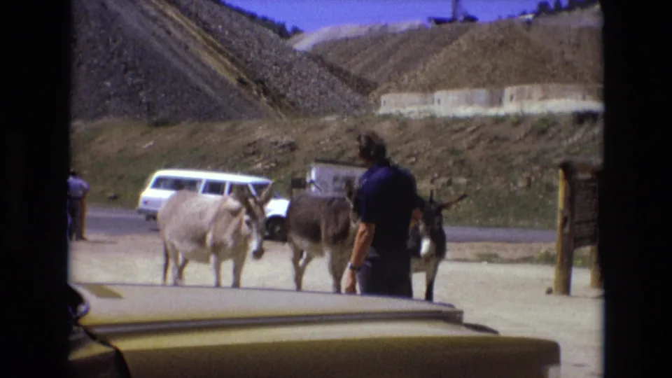 Several donkeys gather near the man in a blue shirt beside a road, with a white station wagon, roadside post, and dry Colorado Springs hills visible behind them.