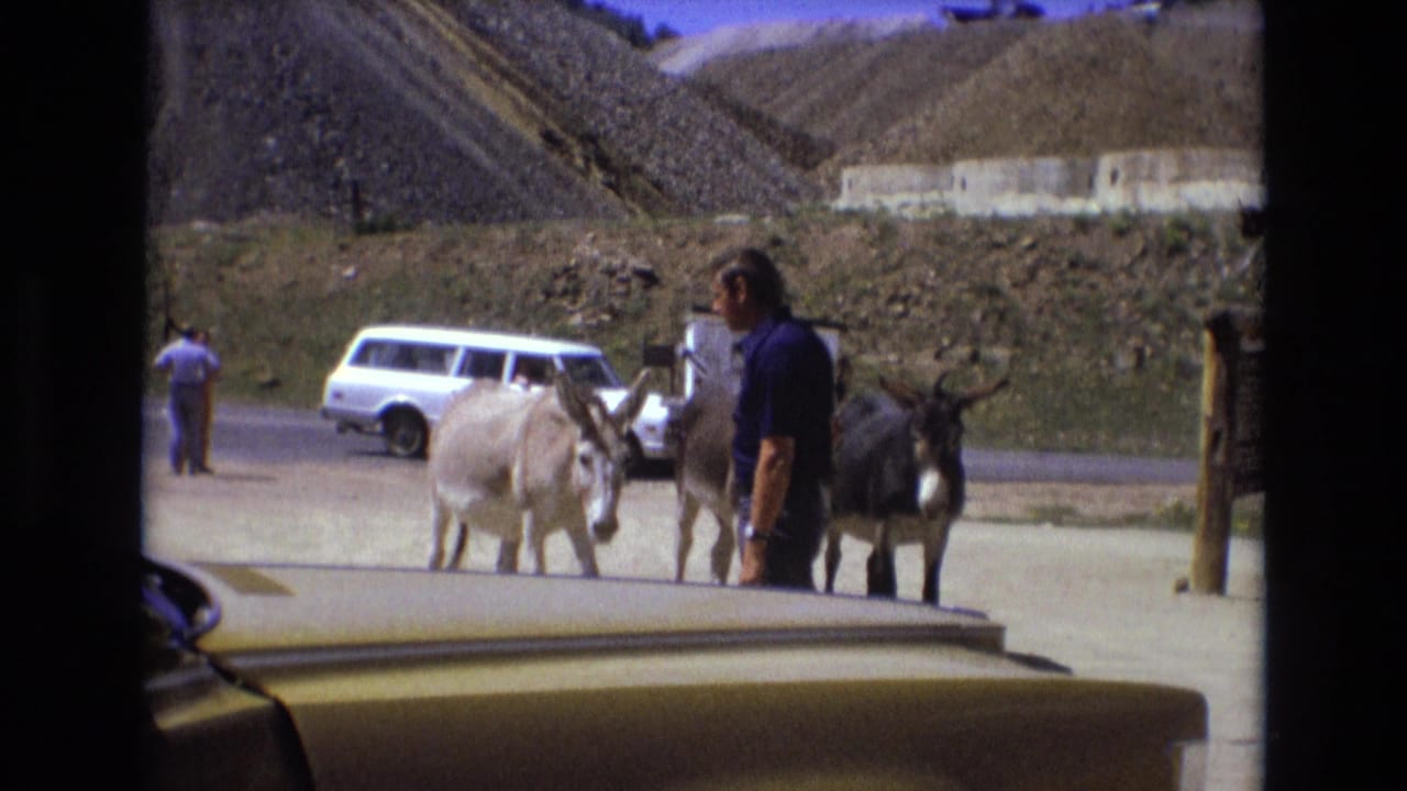 In Colorado Springs according to supplied metadata, adults in 1970s casual clothing stand near two donkeys with a white station wagon and yellow sedan nearby in a dusty roadside setting.