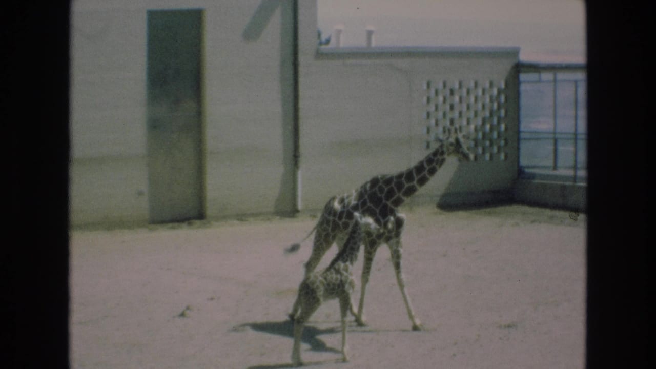 In a 1973 Colorado Springs zoo scene, an adult giraffe and a young giraffe move across a sandy enclosure bordered by concrete walls and a patterned lattice.