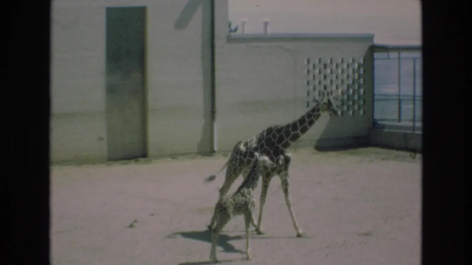 In a 1973 Colorado Springs zoo scene, an adult giraffe and a young giraffe move across a sandy enclosure bordered by concrete walls and a patterned lattice.