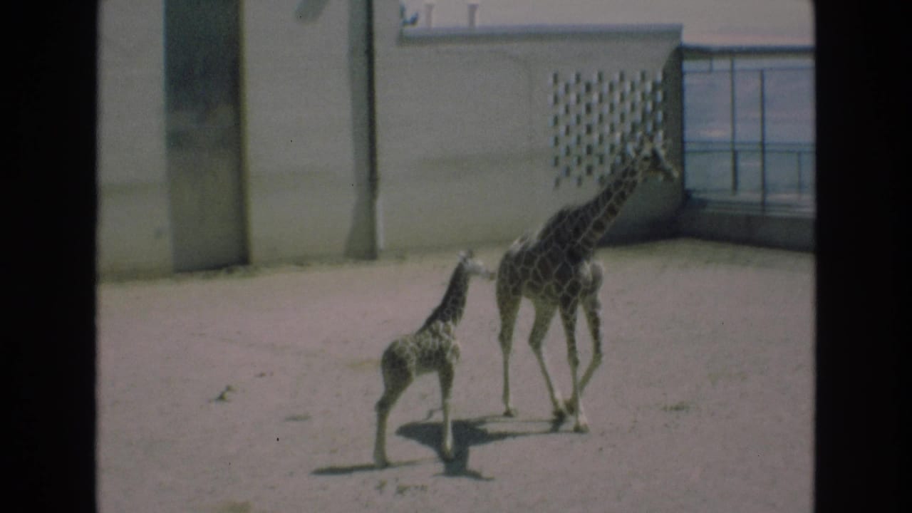 Young giraffe following an adult giraffe near a concrete zoo wall.