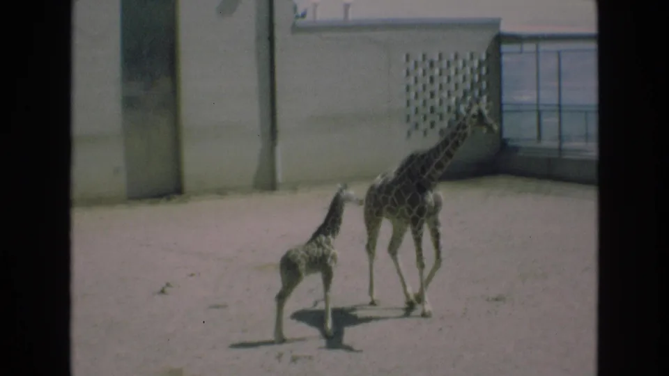 The young giraffe follows the adult across the sunlit Colorado Springs zoo enclosure, with the concrete wall, lattice opening, and tall door behind them.