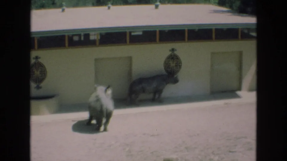 A zoo enclosure in the 1973 Colorado Springs home movie shows two rhinoceroses near a pale wall with decorative round signs and shaded roofline.
