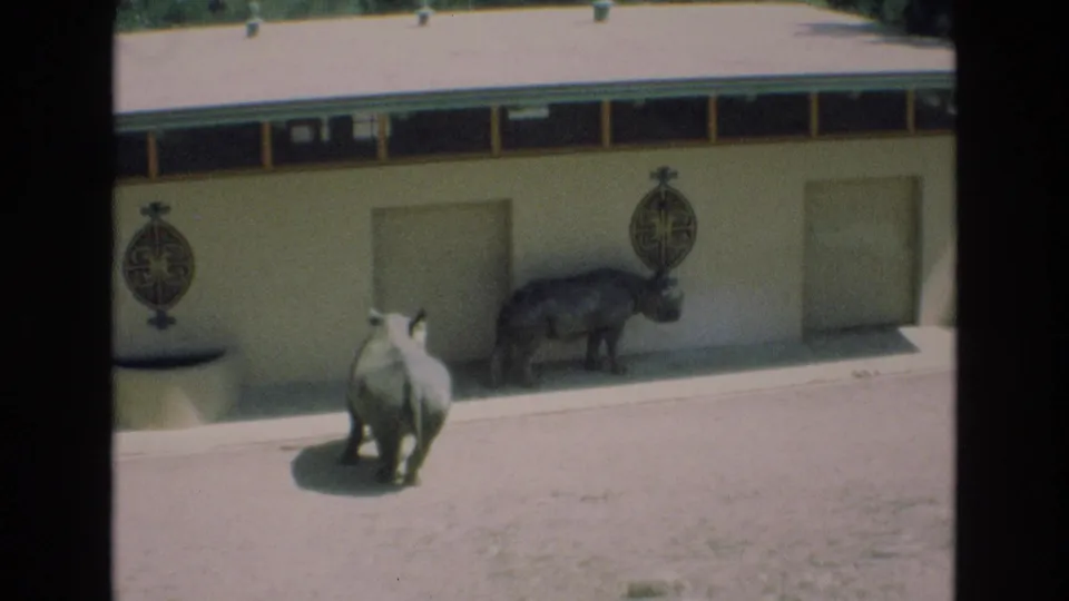 The final frame shows two rhinoceroses in a sunlit zoo enclosure, with a pale wall, decorative signs, and the soft color and grain of 1970s 8mm footage.