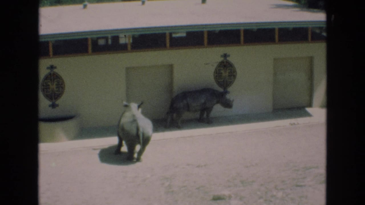 1973 Colorado Springs 8mm frame showing one rhino facing away in the sandy yard while another stands near a low zoo building with decorative oval emblems.