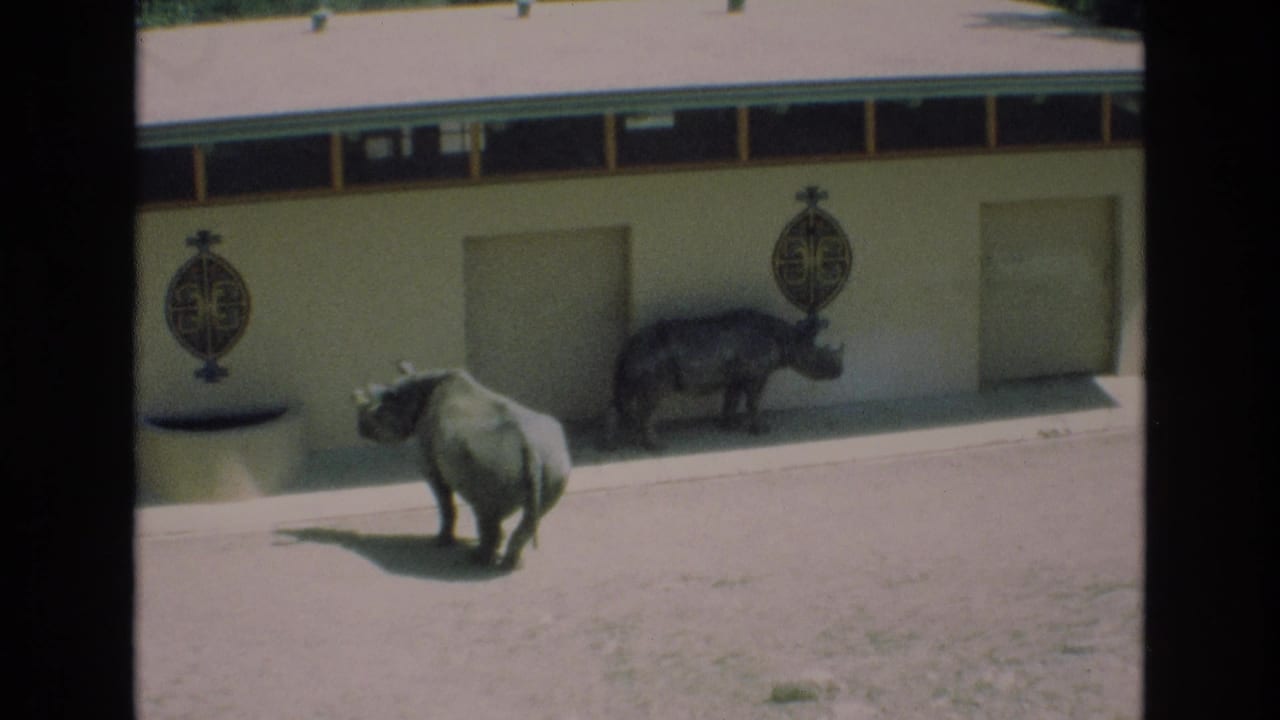 A rhino walks across the enclosure while another stands by the wall.