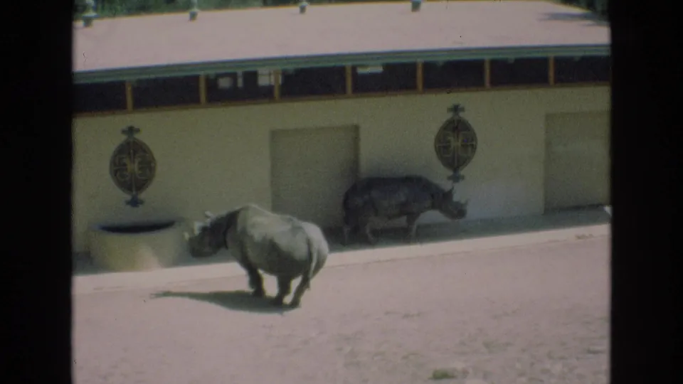 1973 Colorado Springs 8mm frame showing a rhinoceros crossing the foreground of a sandy zoo enclosure while another rhino stands by the low building.