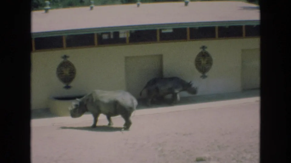 1973 Colorado Springs zoo frame with a rhino walking across the foreground and a second rhinoceros moving along the building wall in the background.