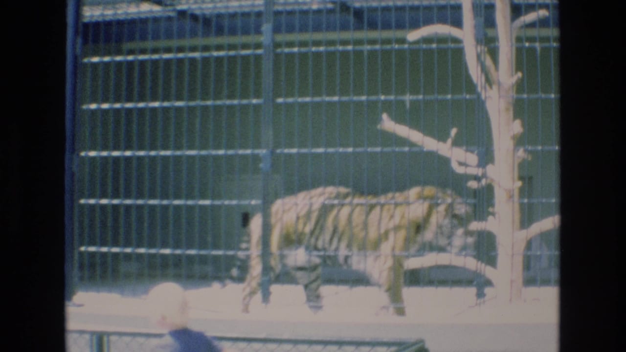 A tiger walks left to right behind vertical metal bars in a Colorado Springs zoo enclosure, captured in soft 1973 8mm home-movie color.