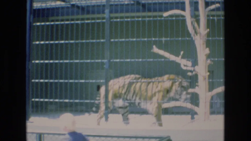 A tiger walks left to right behind vertical metal bars in a Colorado Springs zoo enclosure, captured in soft 1973 8mm home-movie color.