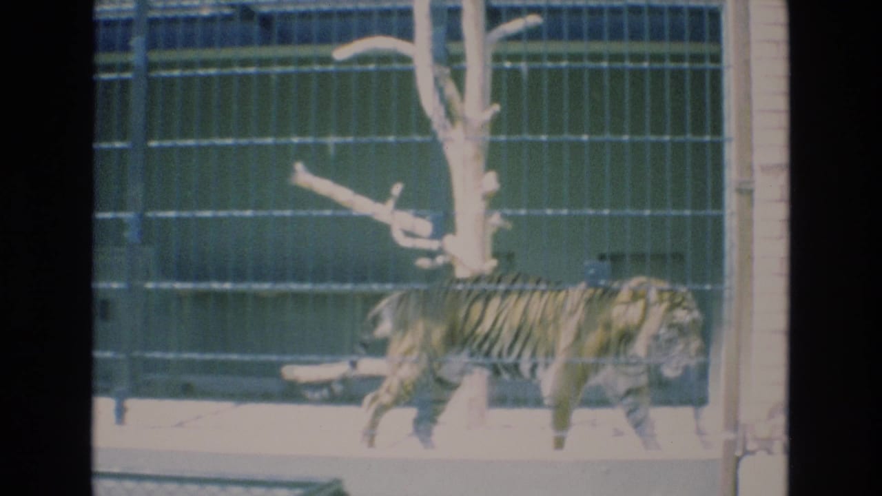 The tiger continues across the barred zoo enclosure near a pale artificial tree, with its stripes softened by grain and color bleed in the 8mm frame.
