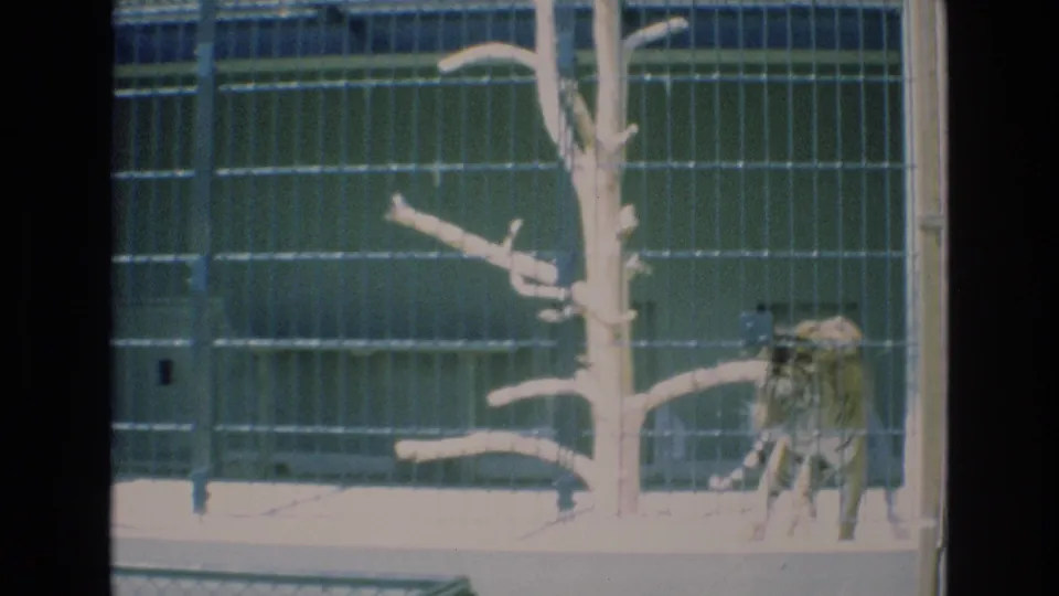 A tiger is partly obscured by the pale tree structure and vertical bars inside the Colorado Springs zoo enclosure, with the animal near the right side of the frame.
