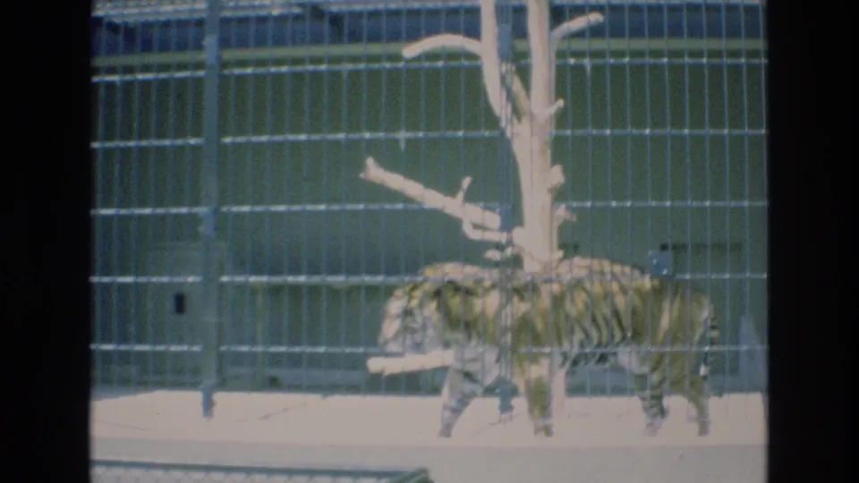 The tiger moves along the right side of the barred Colorado Springs zoo enclosure, passing the artificial tree as the home-movie frame shows soft exposure and grain.