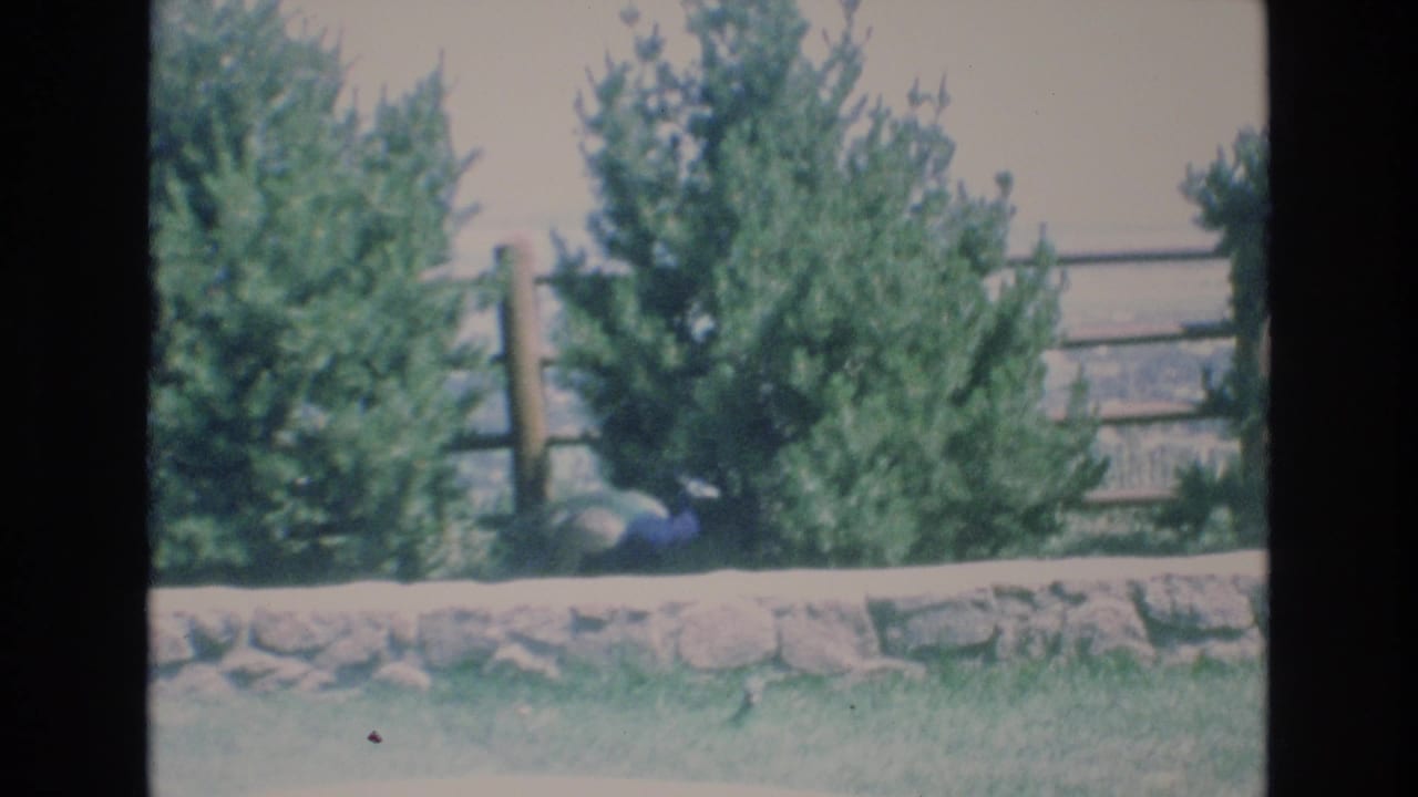 In this 1973 Colorado Springs home-movie frame, a peacock appears near a low stone wall with dense trees and a wooden fence in the background.