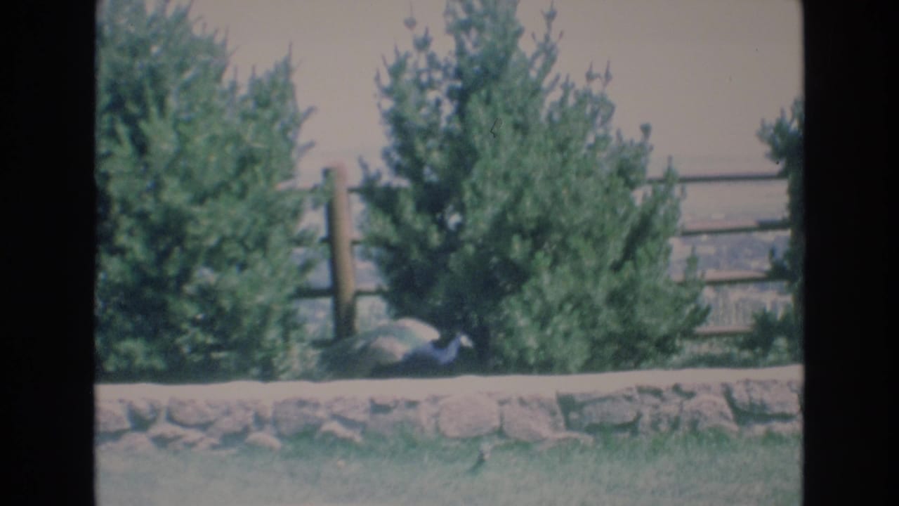 A peacock sits low beside a stone wall in a landscaped outdoor setting, with trees, a wooden fence, and hazy distance visible on Super 8 film.