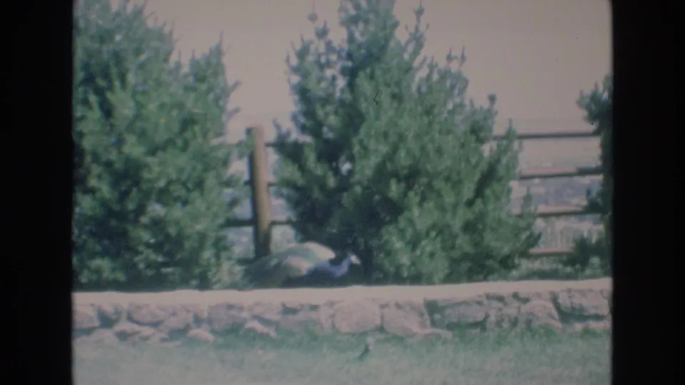A peacock sits low beside a stone wall in a landscaped outdoor setting, with trees, a wooden fence, and hazy distance visible on Super 8 film.