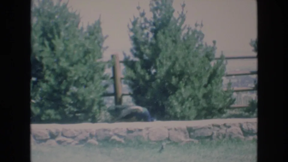 The peacock is partially hidden near the stone wall as the home-movie camera frames surrounding trees, grass, and fence details in Colorado Springs.