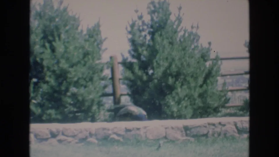 A peacock remains near the low stone wall under dense trees, with the wooden rail fence and muted landscape visible beyond the enclosure area.