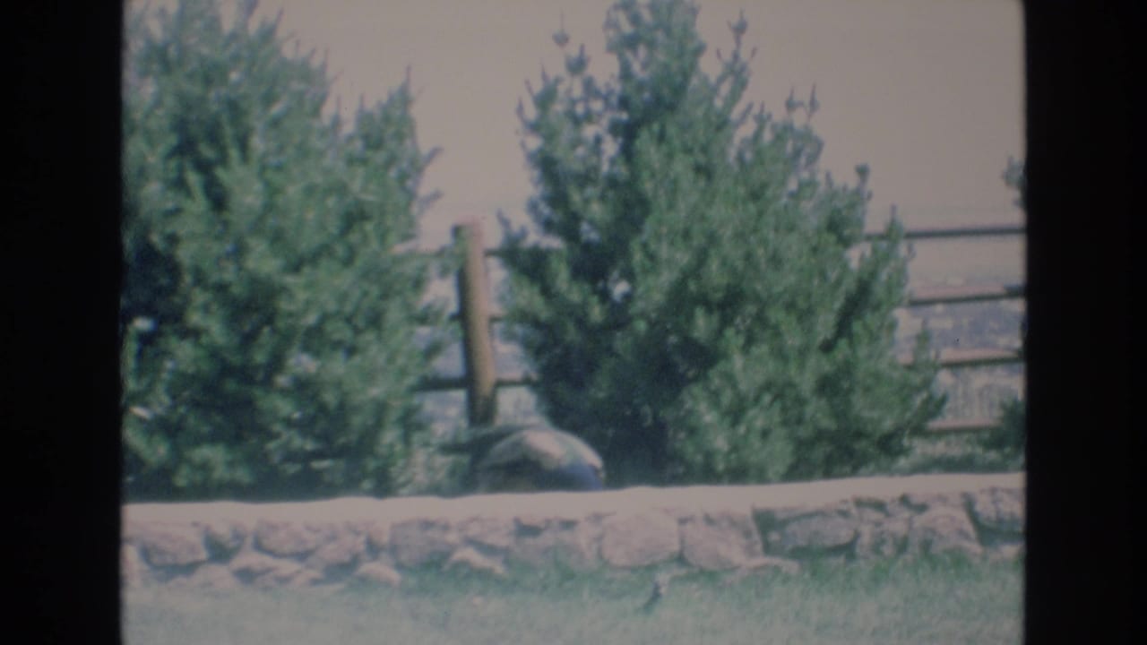 1973 Colorado Springs 8mm frame showing evergreen trees, a low stone wall, wooden fence rails, and a partially hidden peacock in a zoo-like setting.
