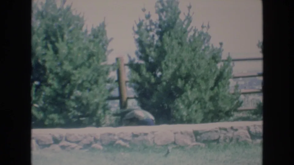 1973 Colorado Springs 8mm frame showing evergreen trees, a low stone wall, wooden fence rails, and a partially hidden peacock in a zoo-like setting.
