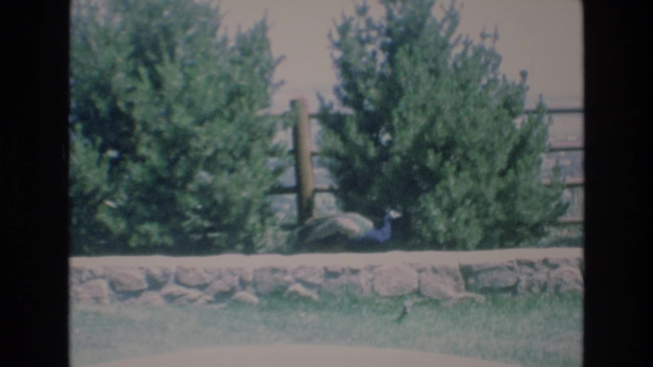 1973 Colorado Springs 8mm frame with the peacock still partly concealed by evergreen branches near a stone wall and rustic fence rails.