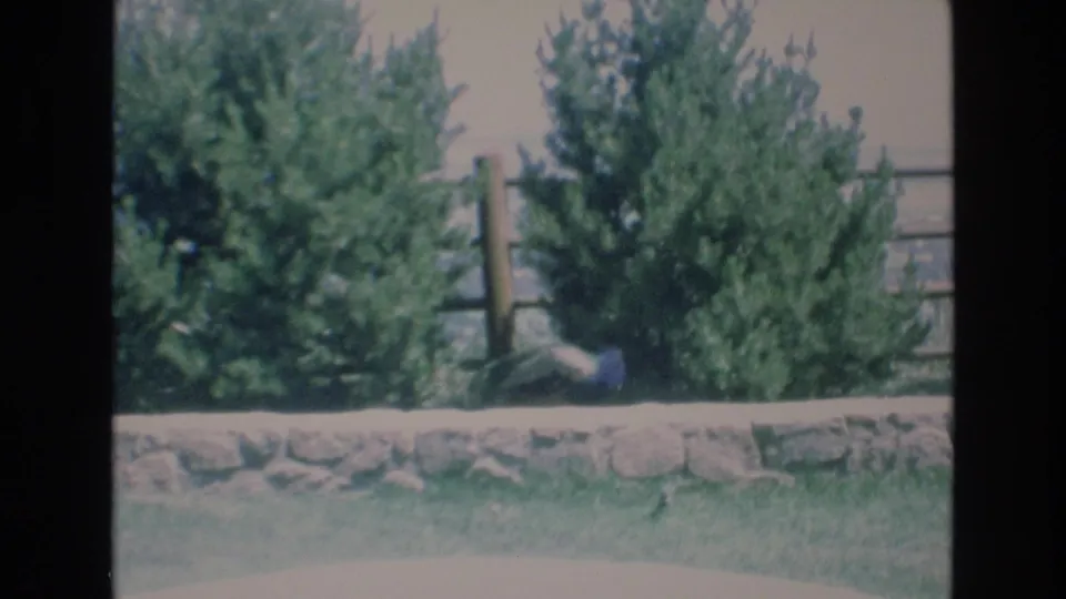 1973 Colorado Springs 8mm frame showing the same evergreen-lined enclosure edge with stonework, grass, and wooden fencing, with the animal largely hidden from view.