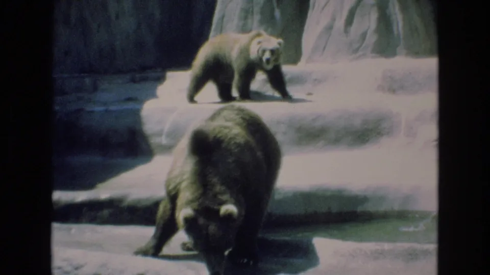 1973 Colorado Springs 8mm frame showing two bears inside a rocky zoo enclosure, with one bear walking below and another standing on an upper ledge.