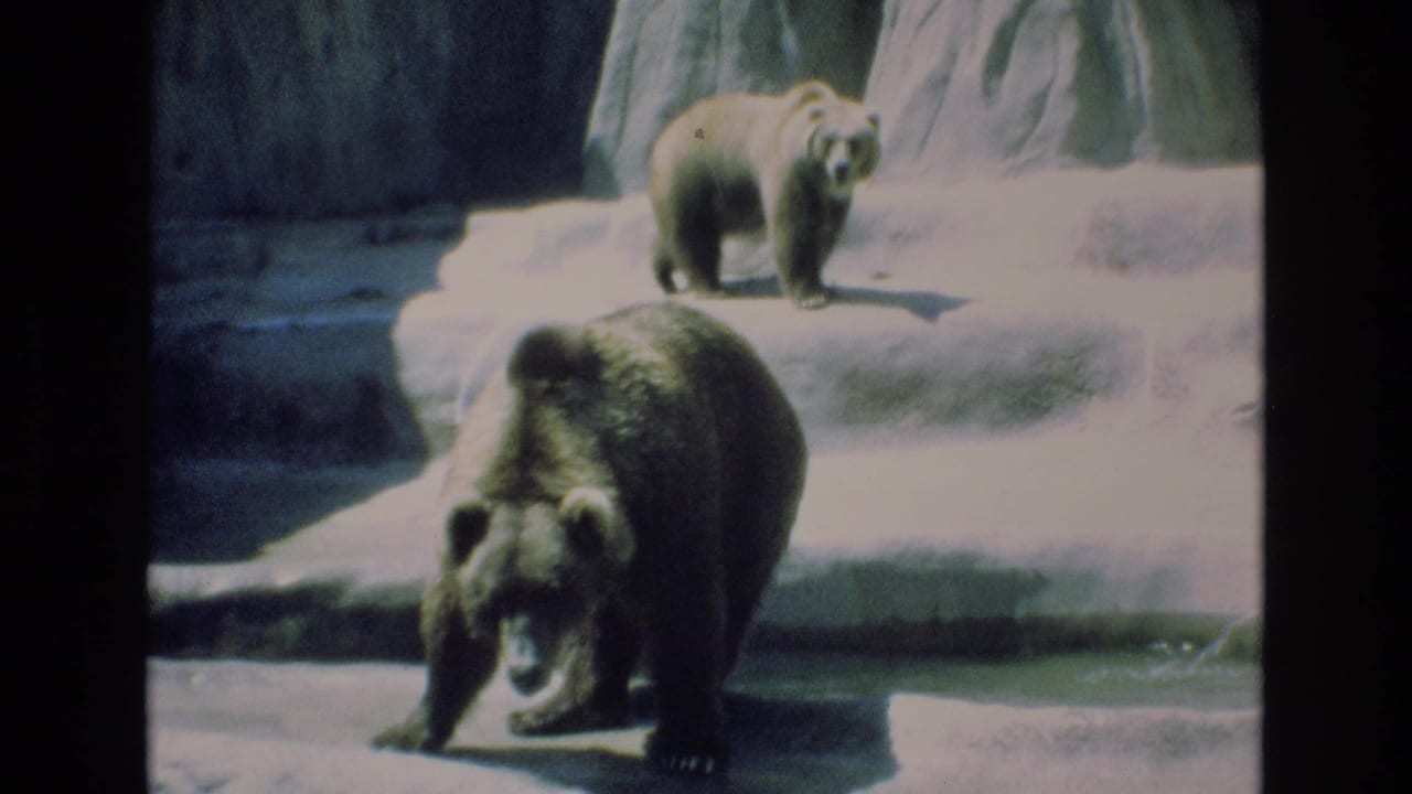 1973 Colorado Springs 8mm frame showing two grizzly bears in a zoo enclosure, one moving toward the foreground and another standing on a raised platform behind it.