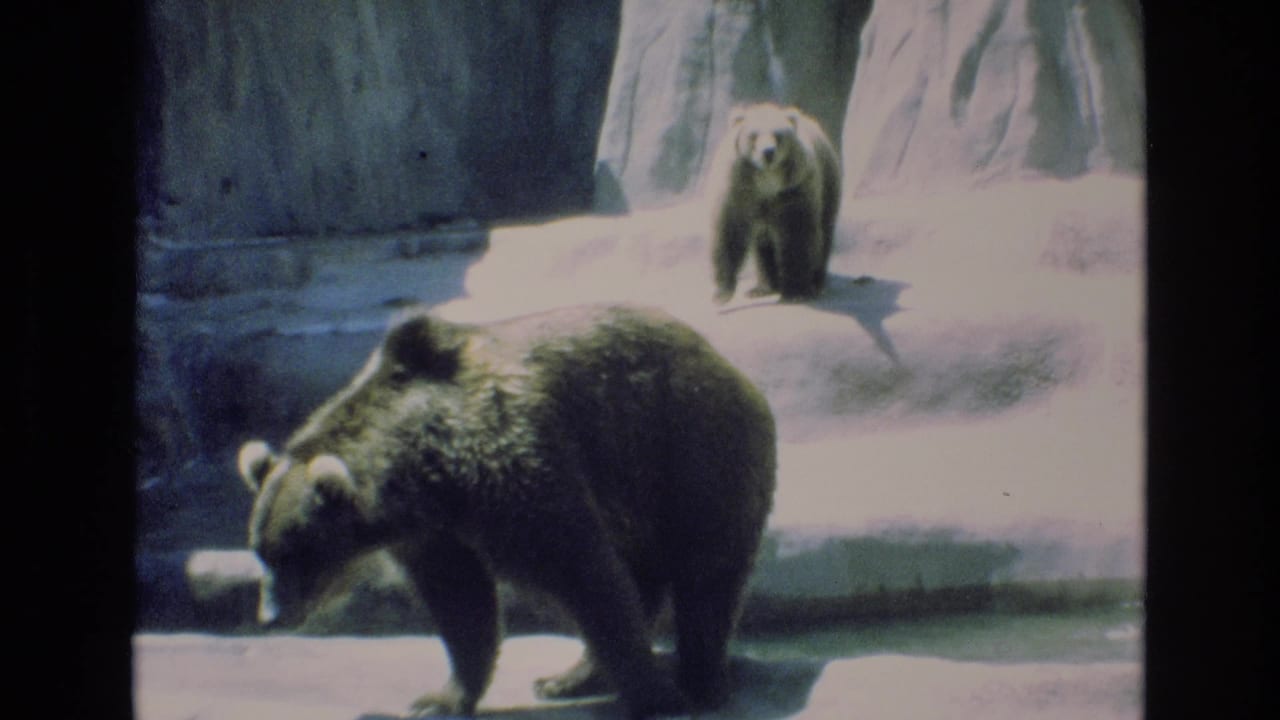 A large grizzly bear walks across the foreground while a second bear stands on the raised platform in the background.