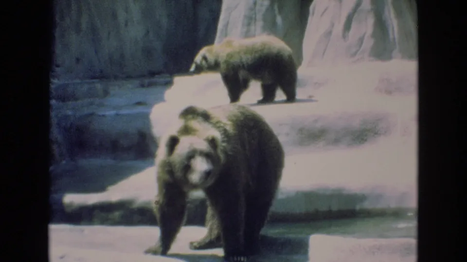 1973 Colorado Springs 8mm frame showing a grizzly bear facing the camera in the lower enclosure while a second bear walks along the raised platform in back.